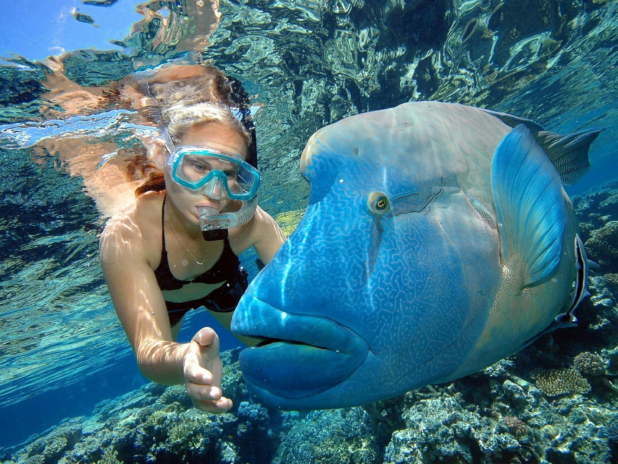 Snorkelling with Wally the Giant Maori Wrasse at Marine World