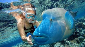 Snorkelling with Wally the Giant Maori Wrasse at Marine World
