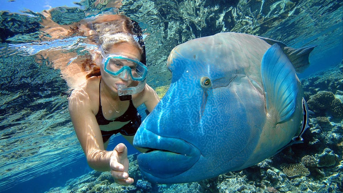 Snorkelling with Wally the Giant Maori Wrasse at Marine World