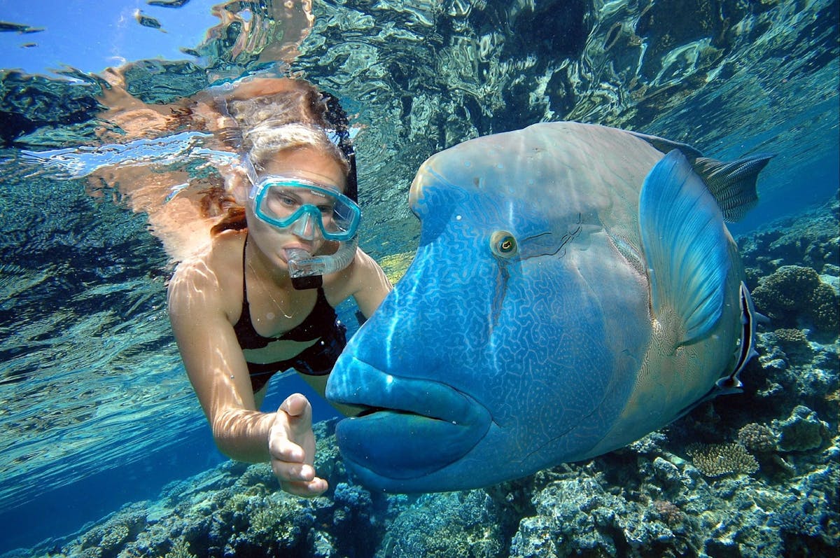 Snorkelling with Wally the Giant Maori Wrasse at Marine World