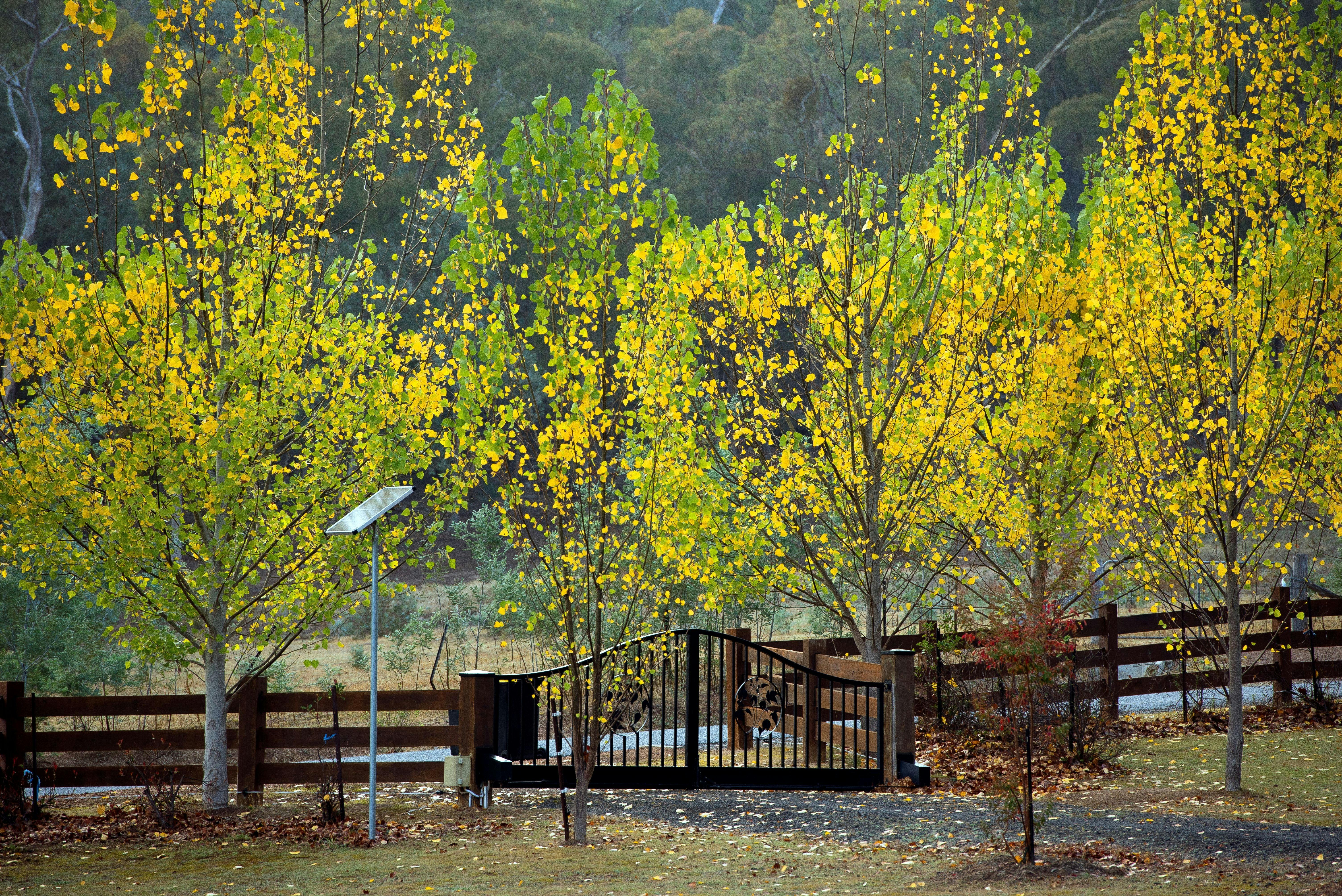 Tree-lined gravel drive with autumn leaves and rustic fencing.