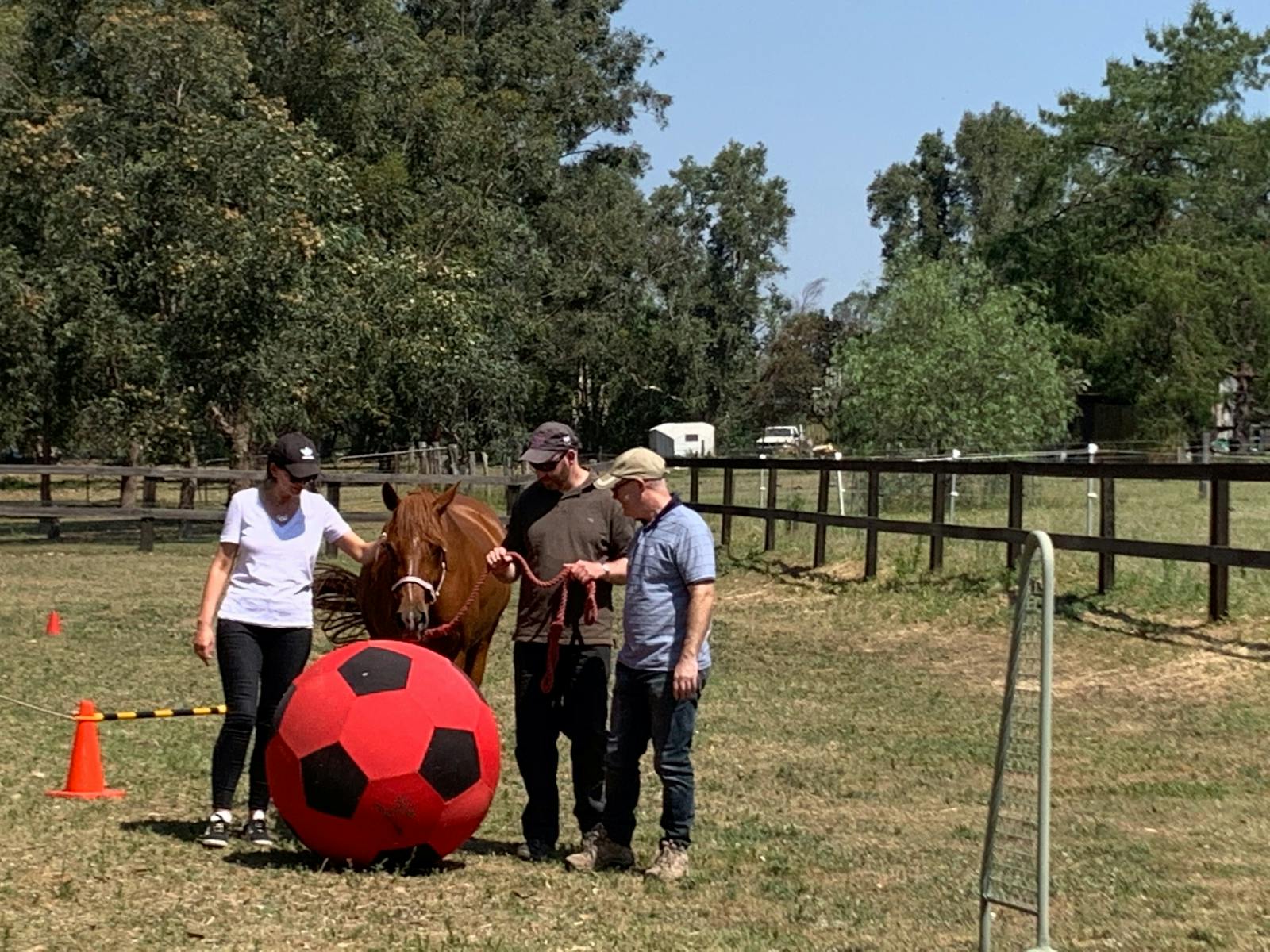 Image for The Wisdom of The Horse Team Building