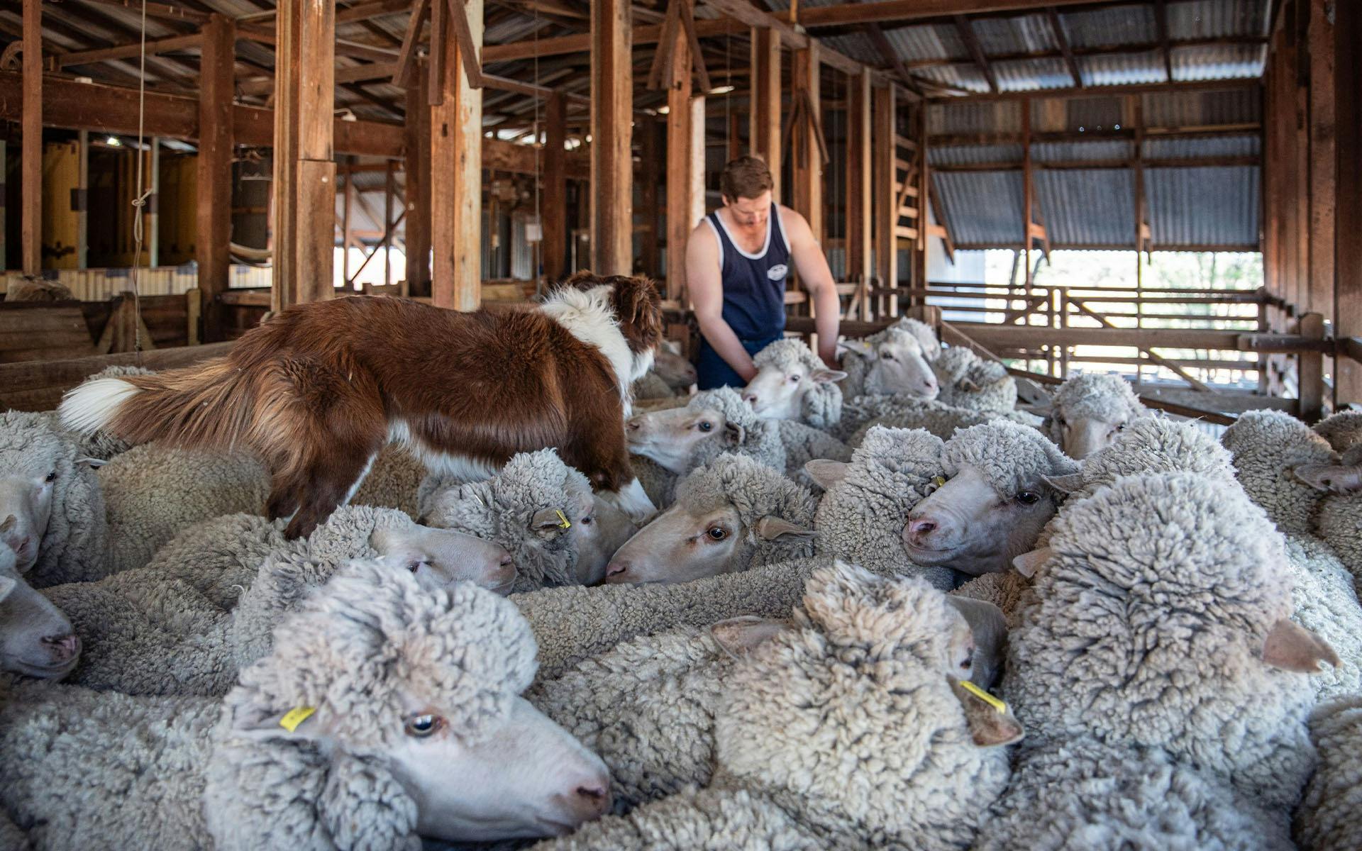 A stockman and his working dog in a pen with sheep