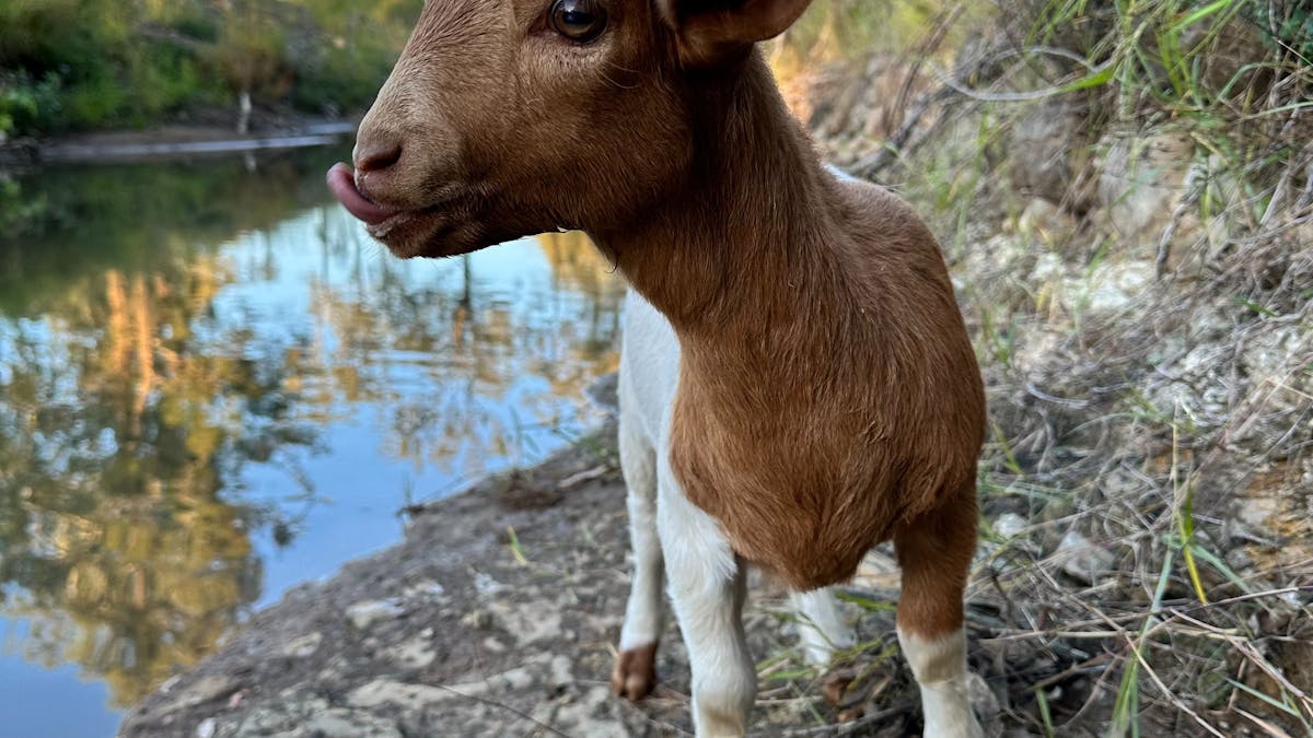 "Baby" our goat