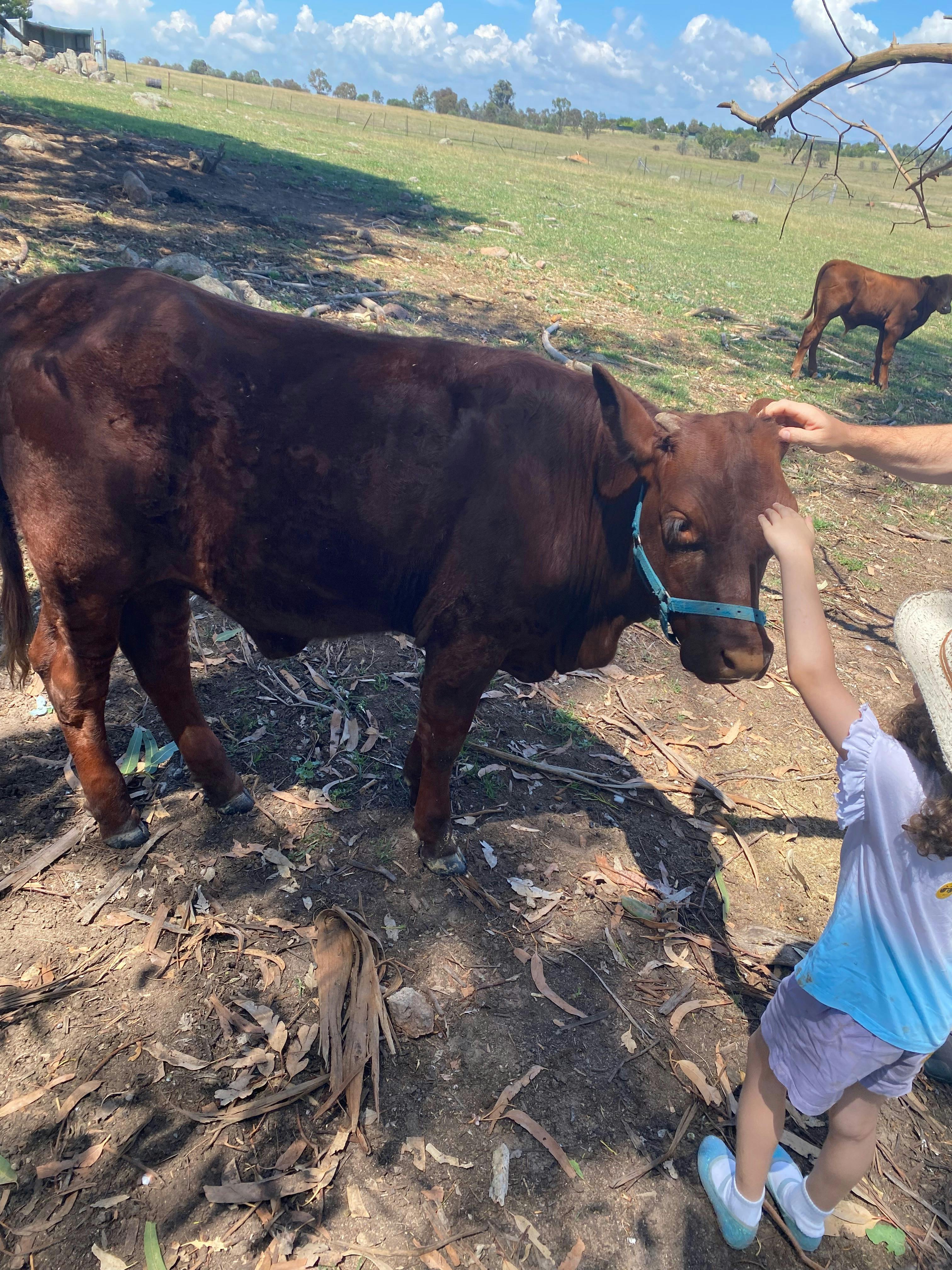 Babylon Farm