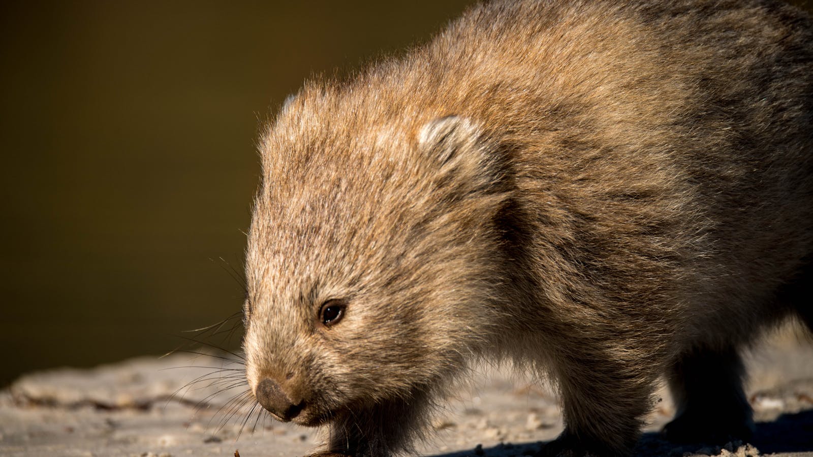Wildlife and Wilderness - Premier Travel Tasmania