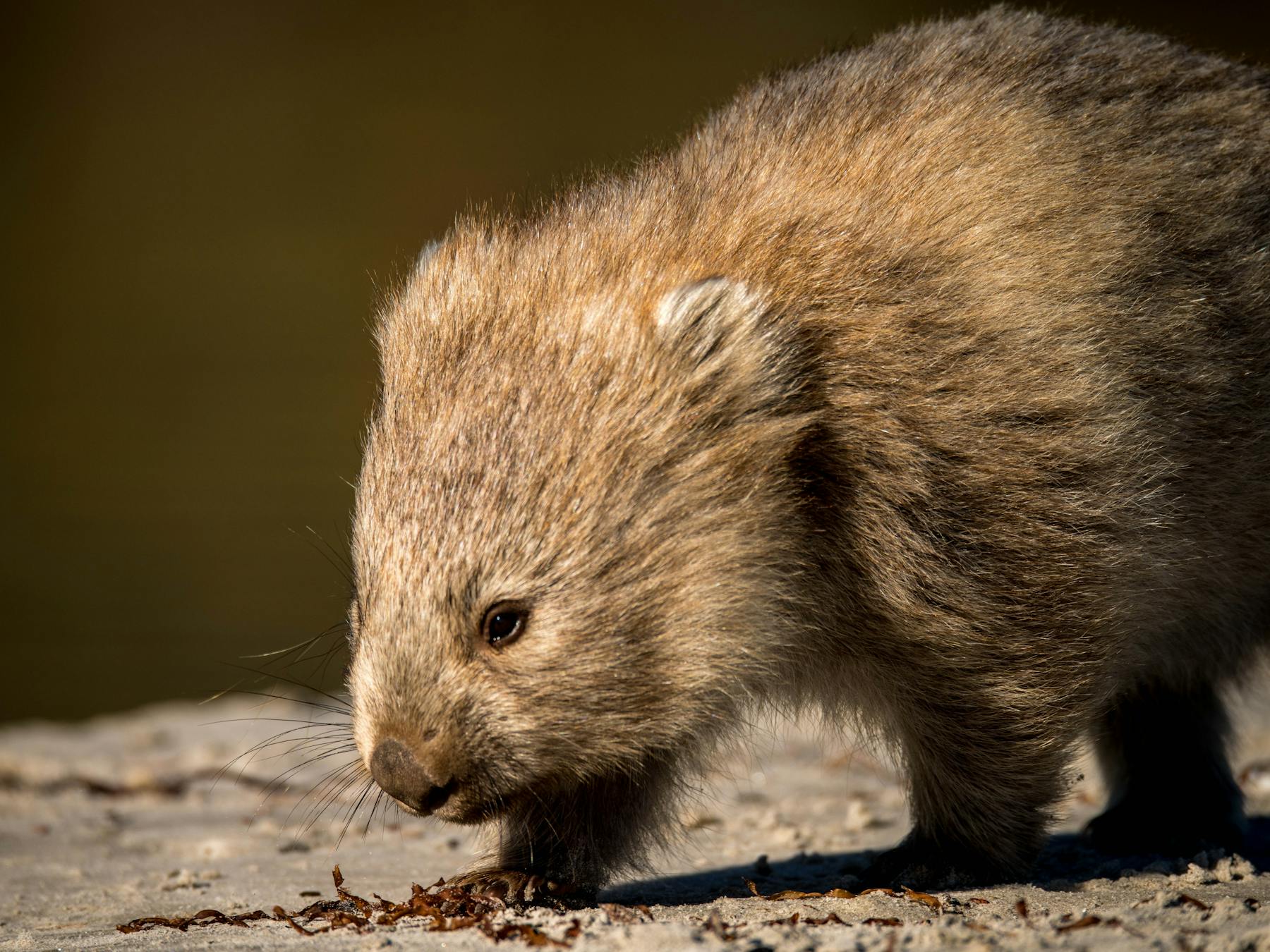 Wildlife and Wilderness - Premier Travel Tasmania