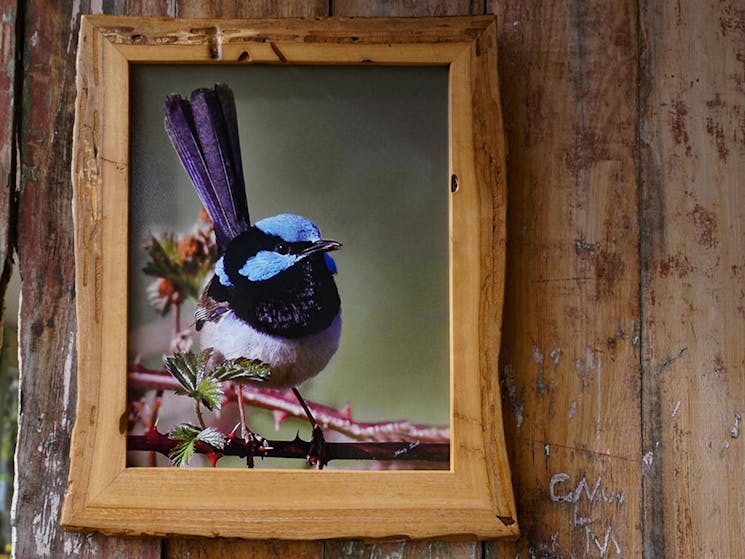 Photo of a blue Wren in handcrafted wooden frame