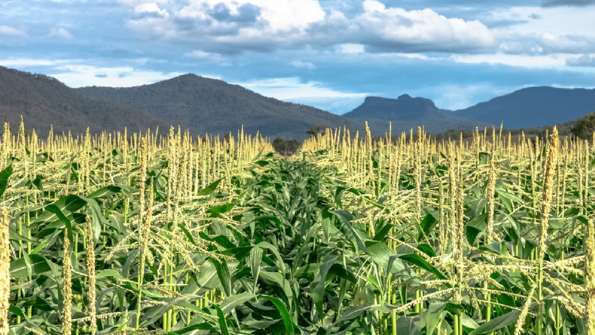 Corn Field