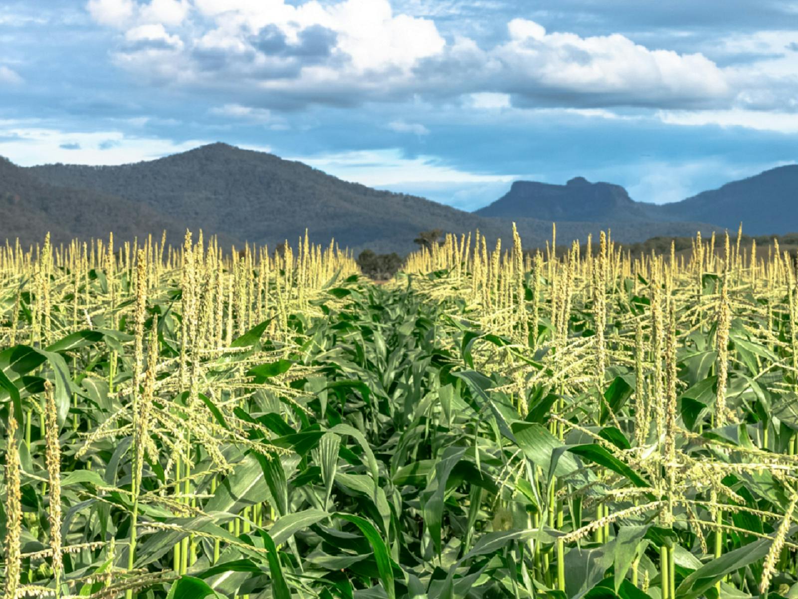 Corn Field Corn Field