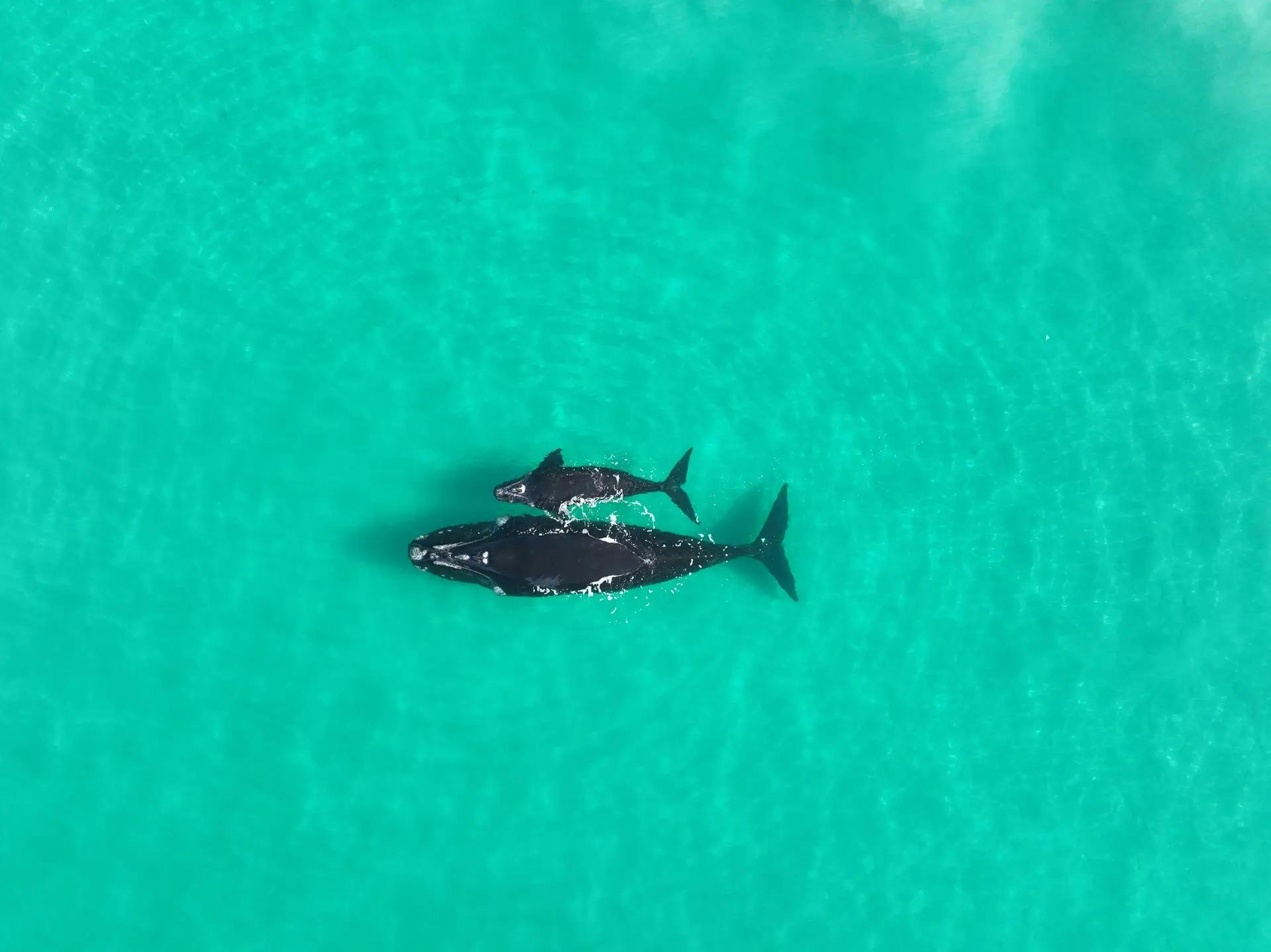 Head of Bight Whale Watching Centre