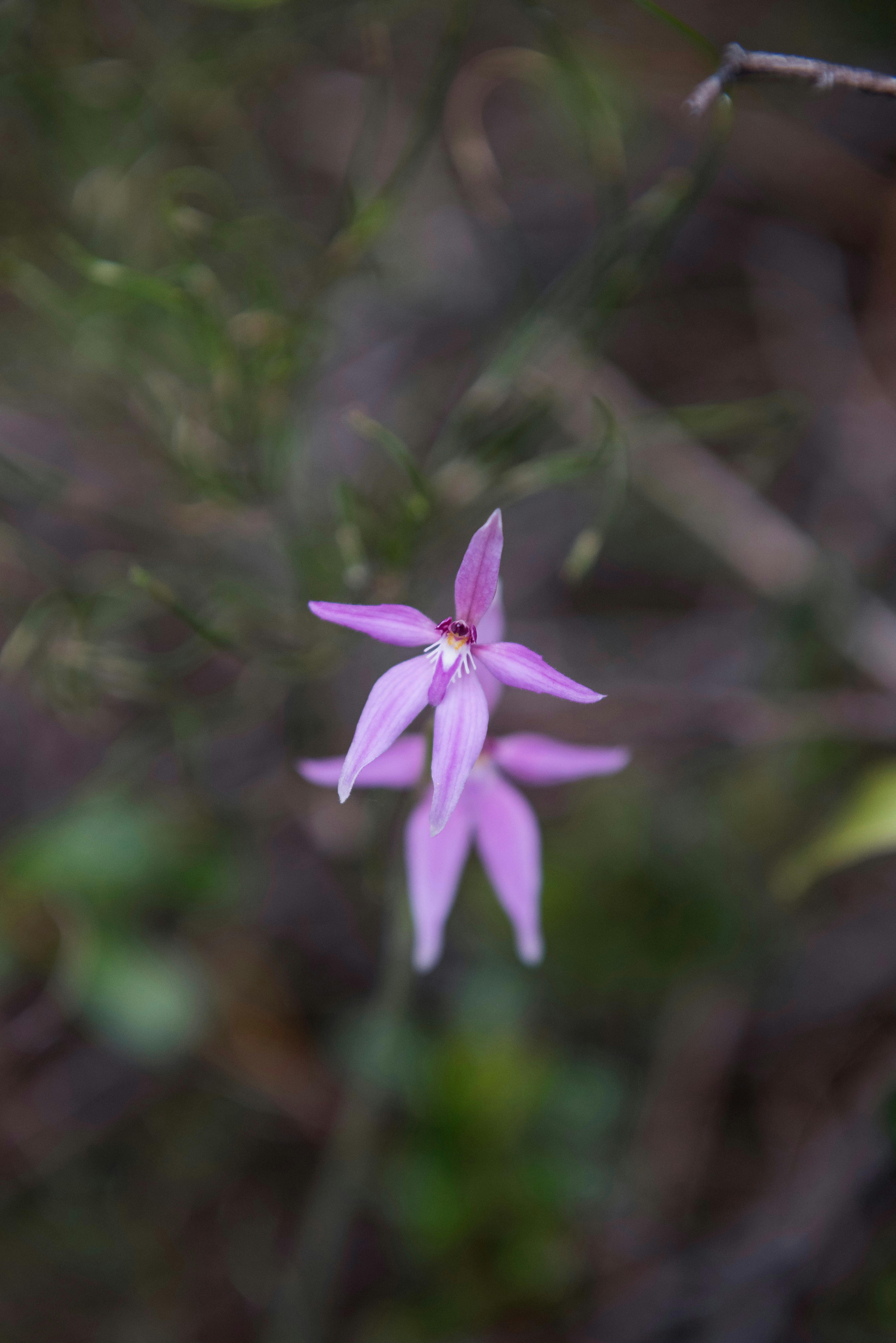 Including 2500 wildflower pieces, there are 150 varieties of Orchids in the South West .
