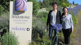 Bridestowe Estate Lavender Farm
