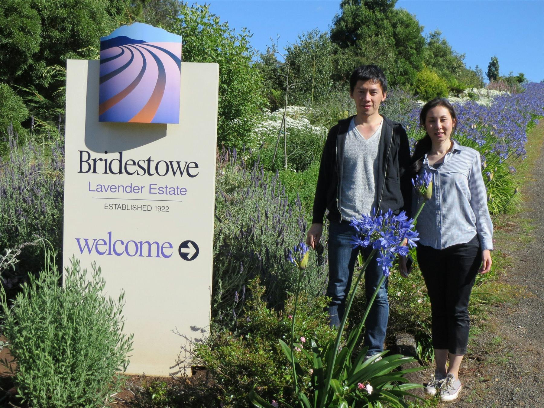 Bridestowe Estate Lavender Farm