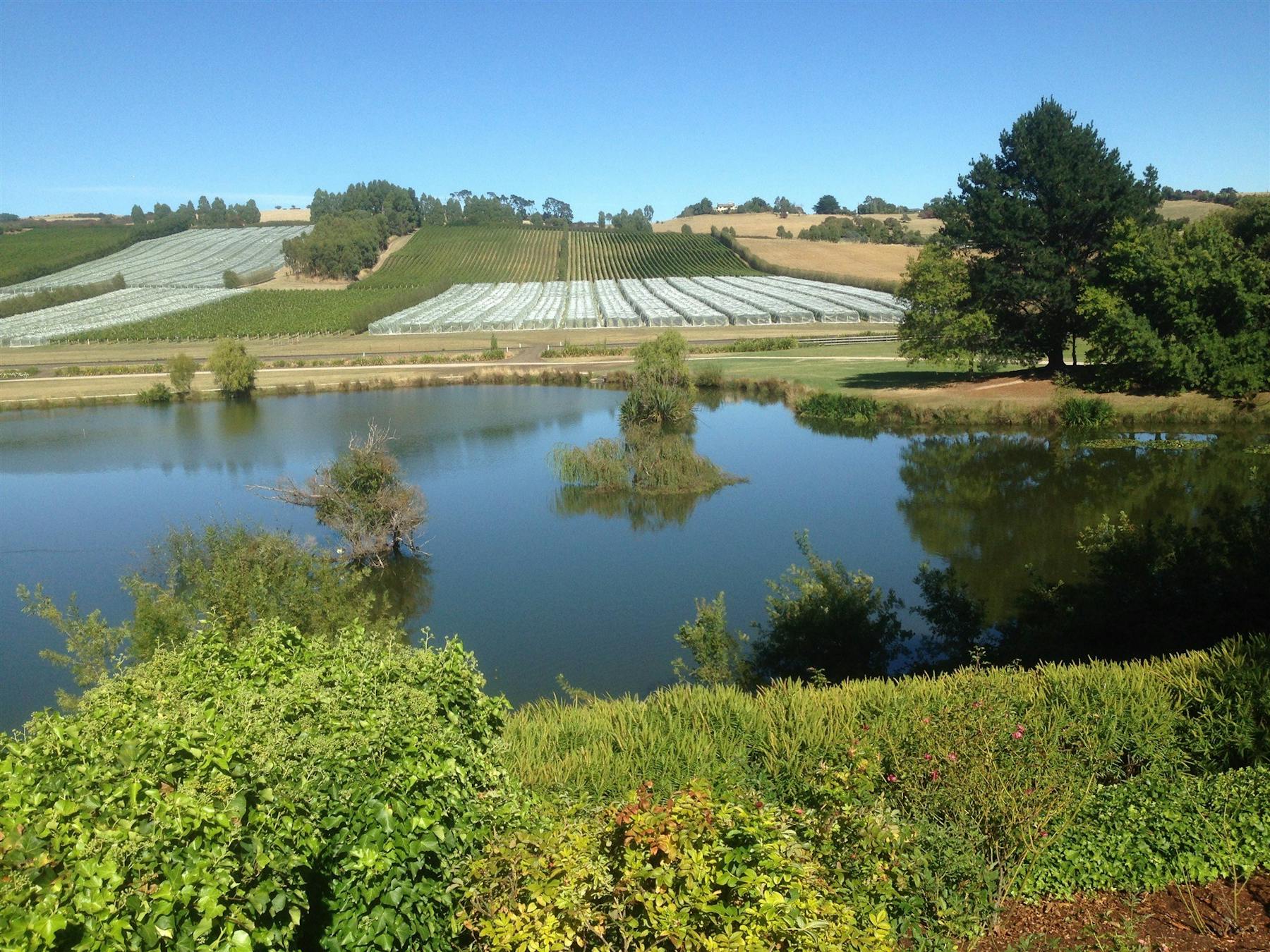 Tamar Valley Vineyard