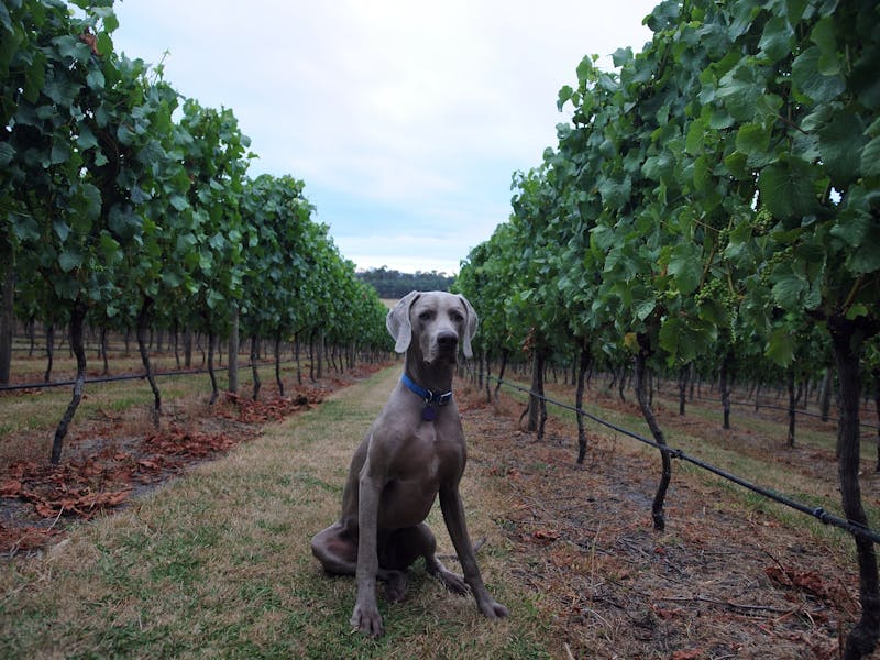Moores Hill Estate Discover Tasmania