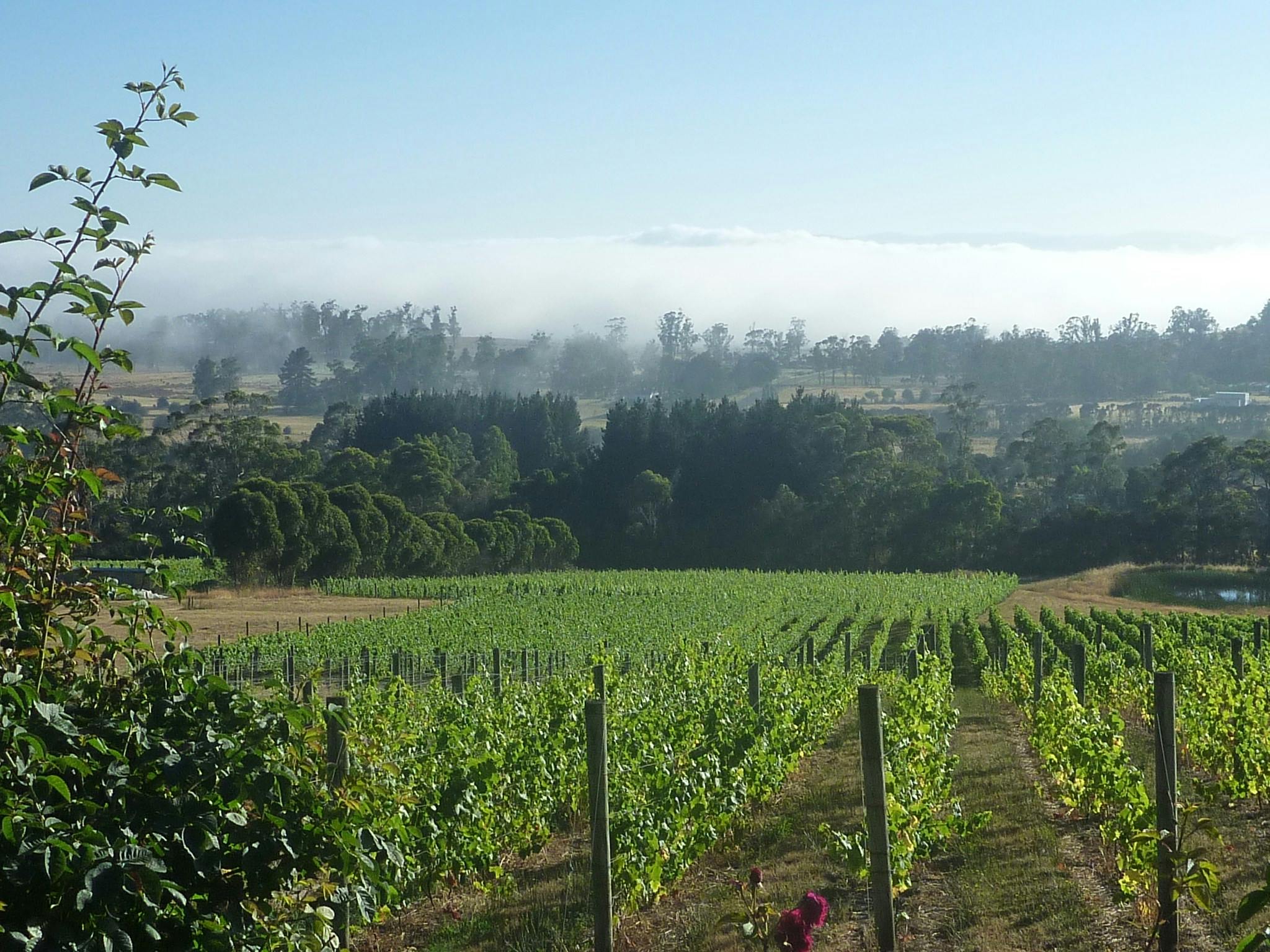 View over Grey Sands vineyard in late spring