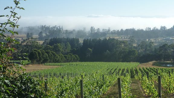 Grey Sands Vineyard