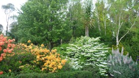 Spring in Grey Sands garden