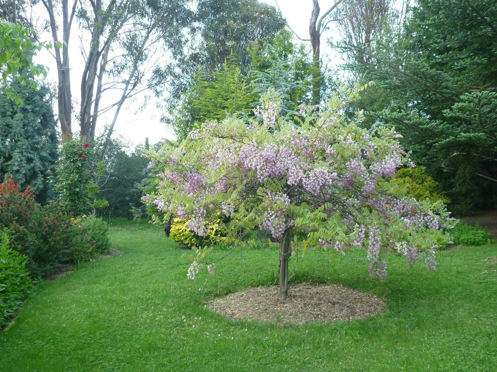 Pink wisteria in bloom at Grey Sands