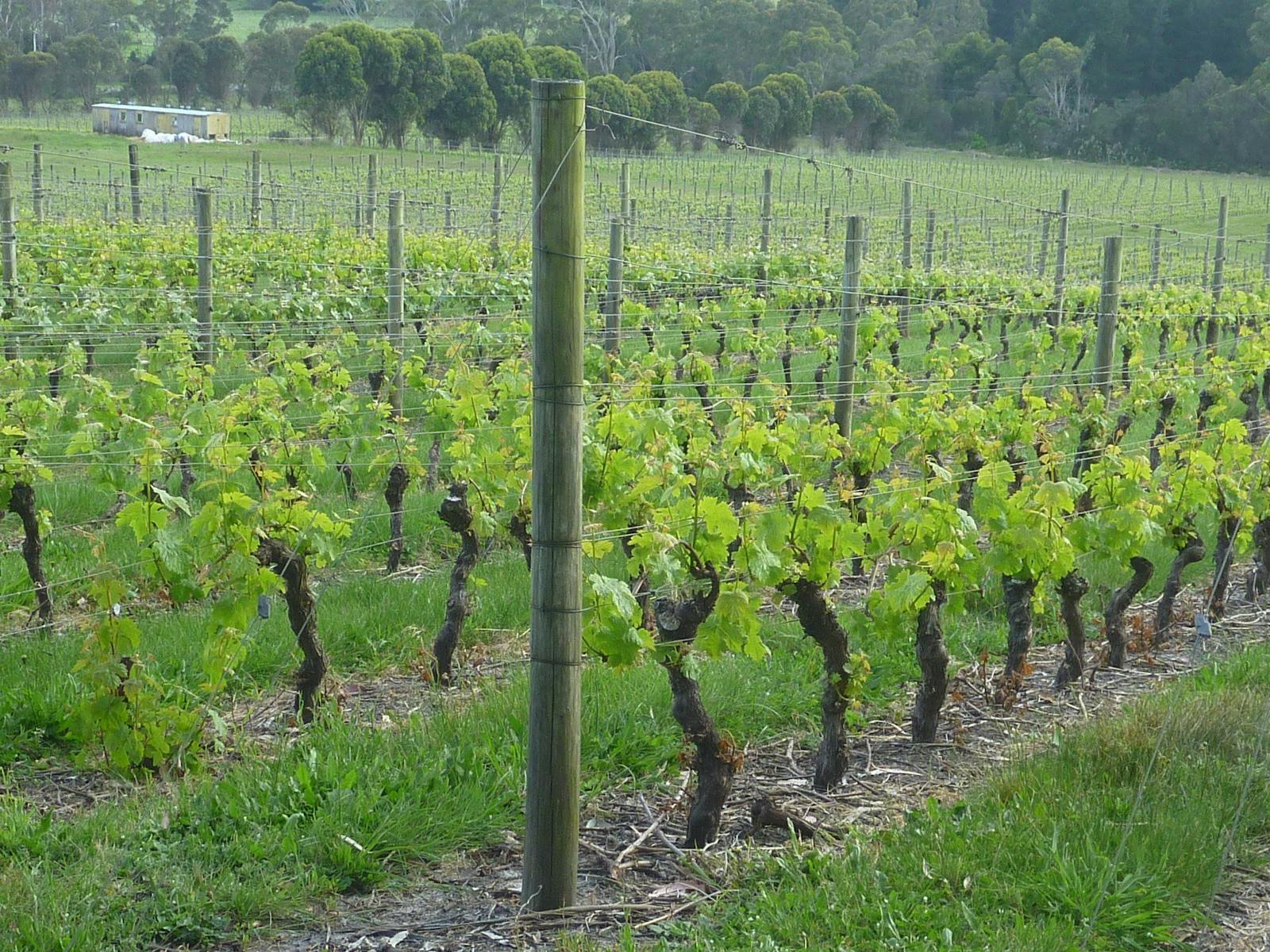 Spring in Grey Sands vineyard