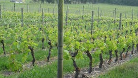 Spring in Grey Sands vineyard