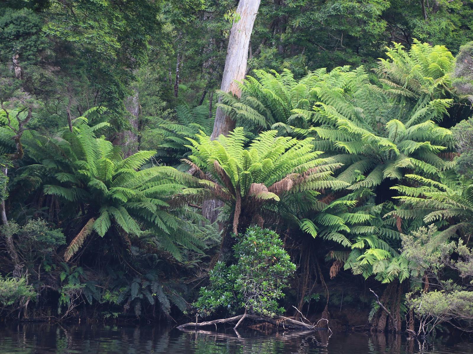 Ancient ferns and reflections