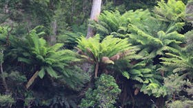 Ancient ferns and reflections