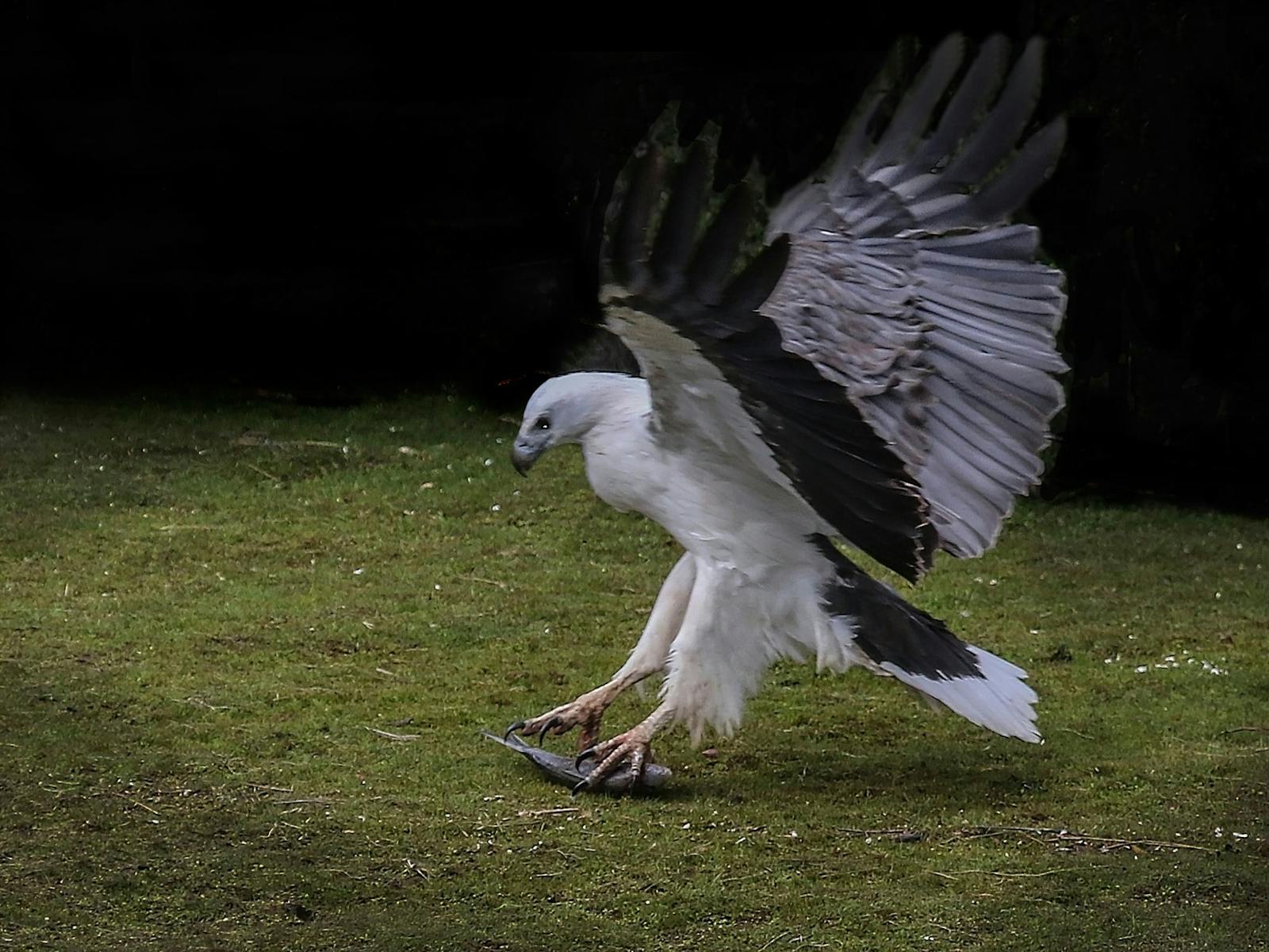 White-breasted sea eagle picking up fish on river bank