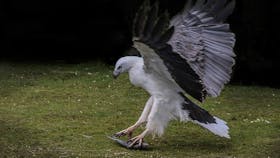 White-breasted sea eagle picking up fish on river bank