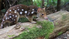 Spotted Quoll at rainforest landing