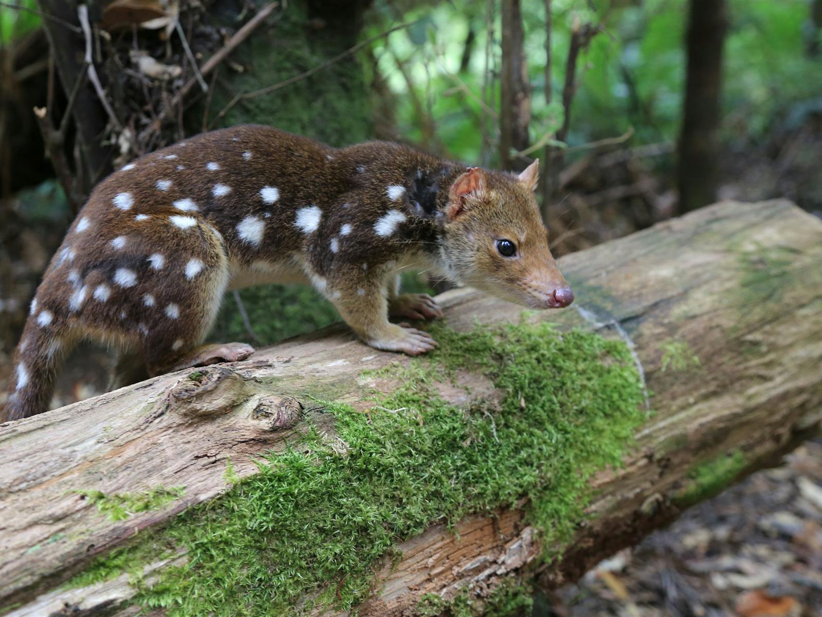Spotted Quoll at rainforest landing