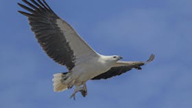White-breasted sea eagle flying to nest with fish
