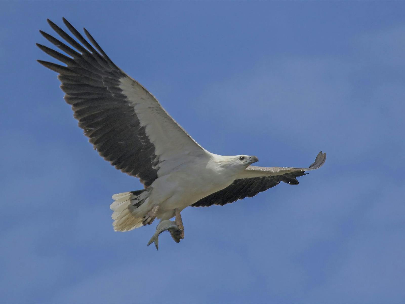 White-breasted sea eagle flying to nest with fish
