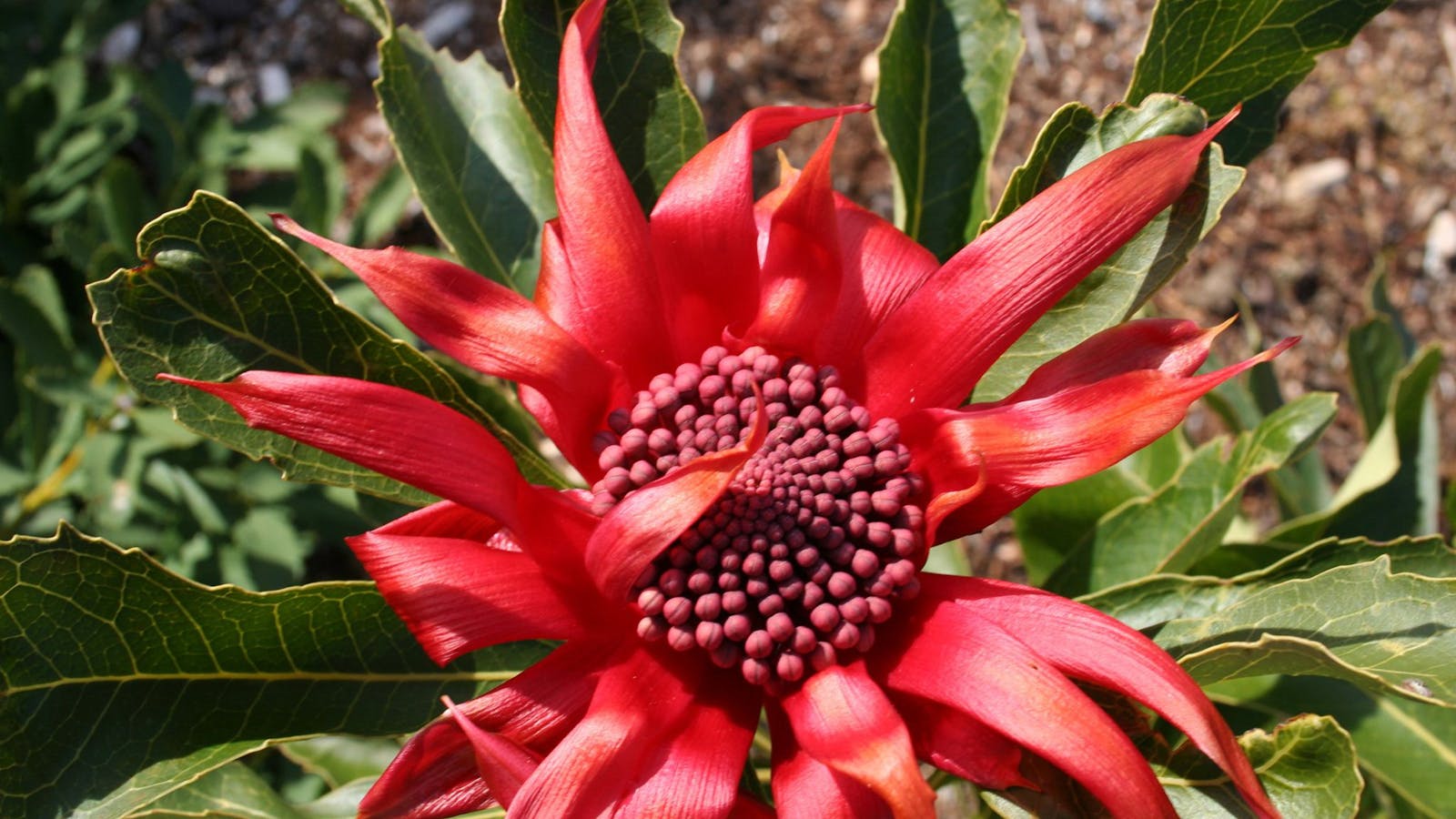 NSW Waratah
