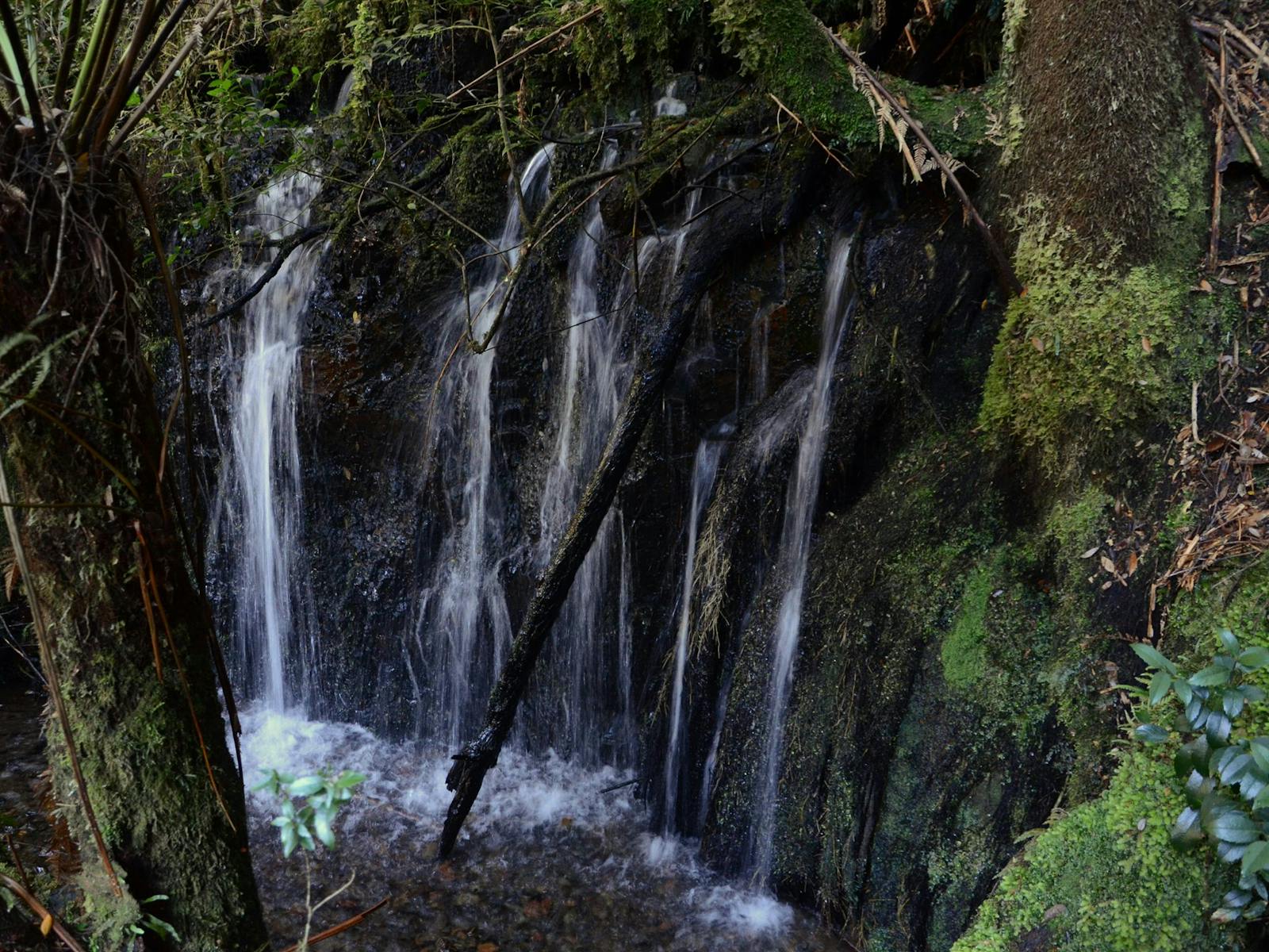 Philosopher falls Waratah