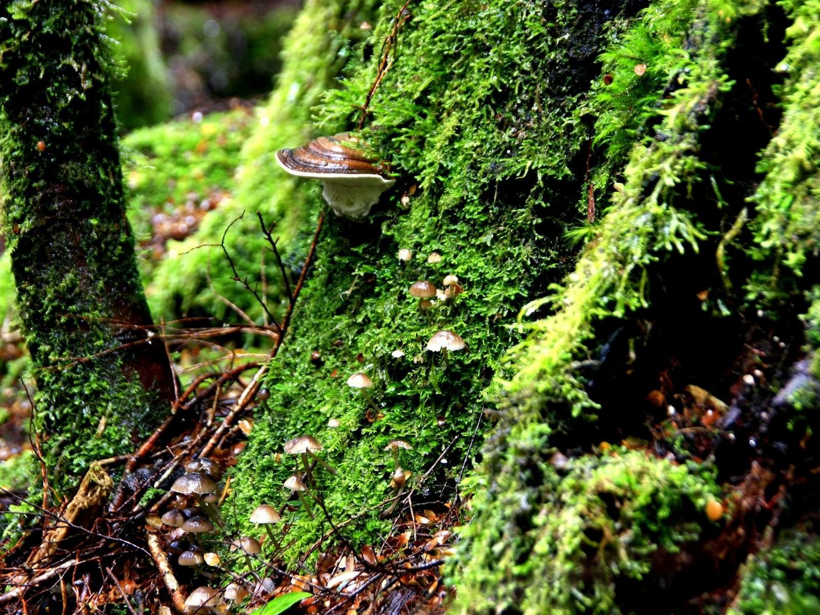 Fungi on the Philosopher Falls Walking Track