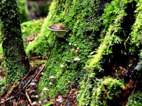 Fungi on the Philosopher Falls Walking Track