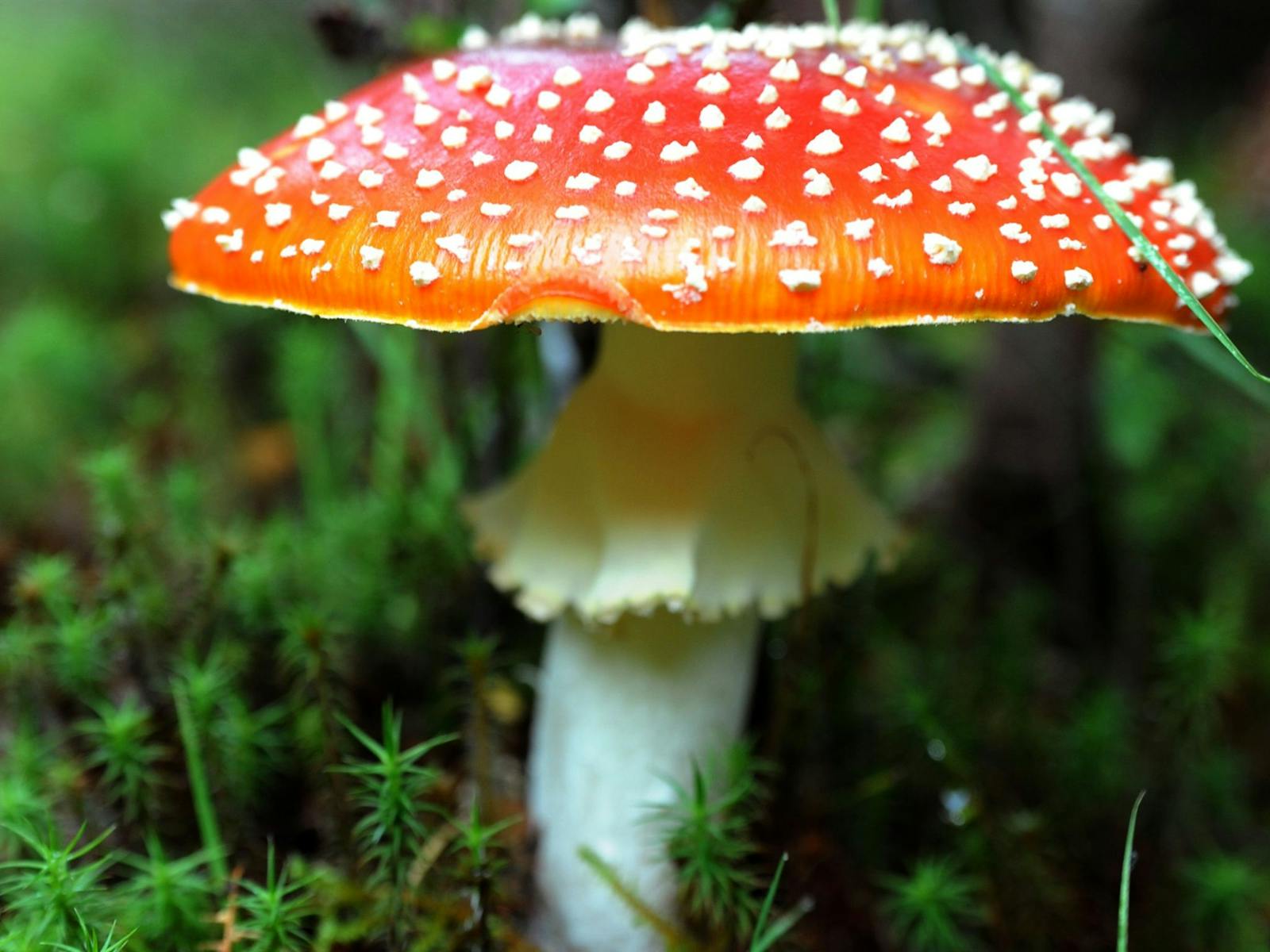 Fungi at Philosopher Falls Waratah