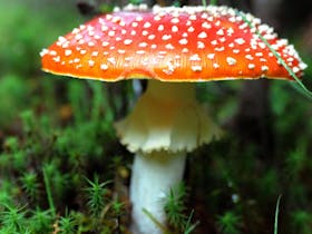 Fungi at Philosopher Falls Waratah