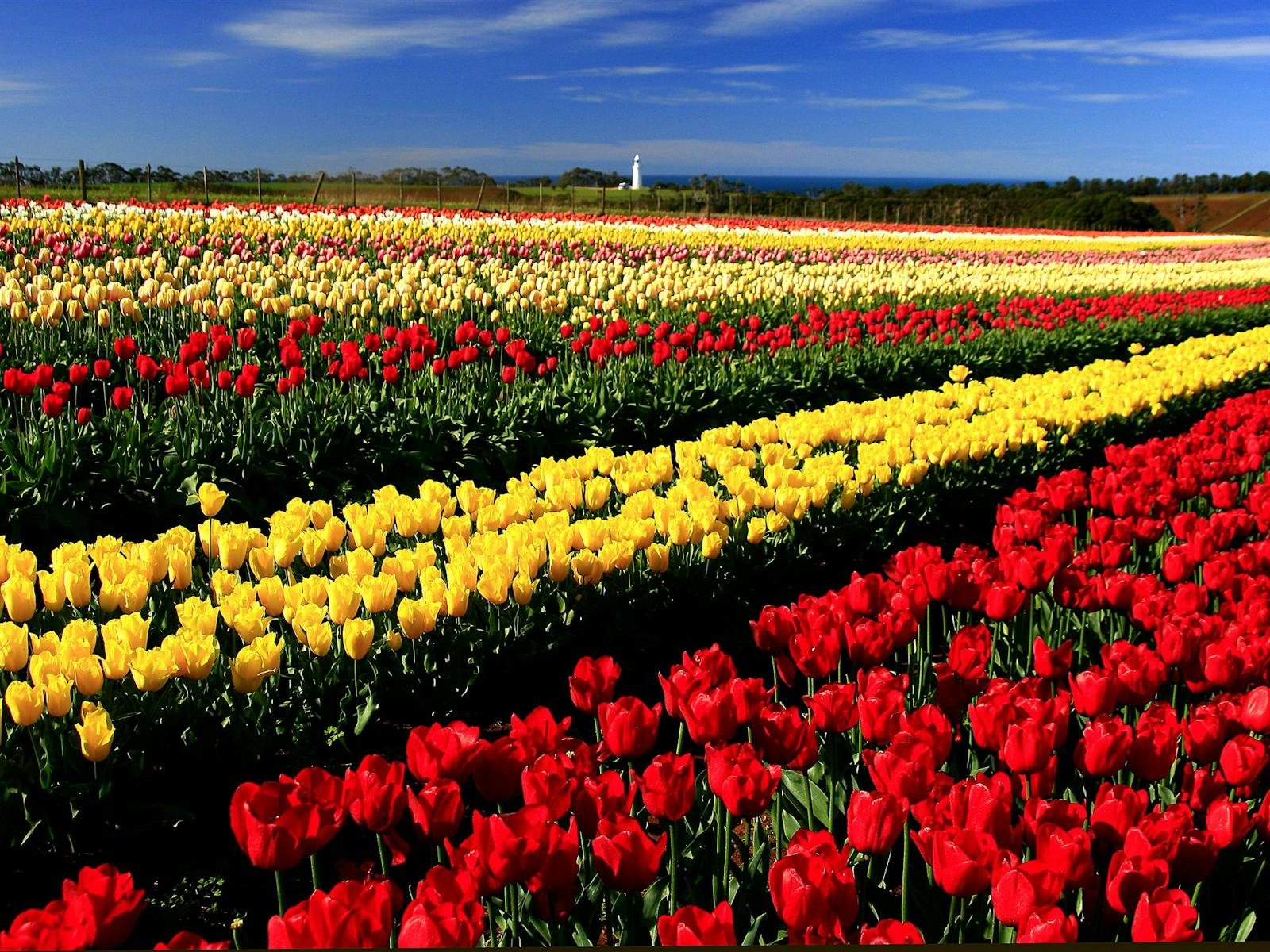 Table Cape Tulips Wynyard