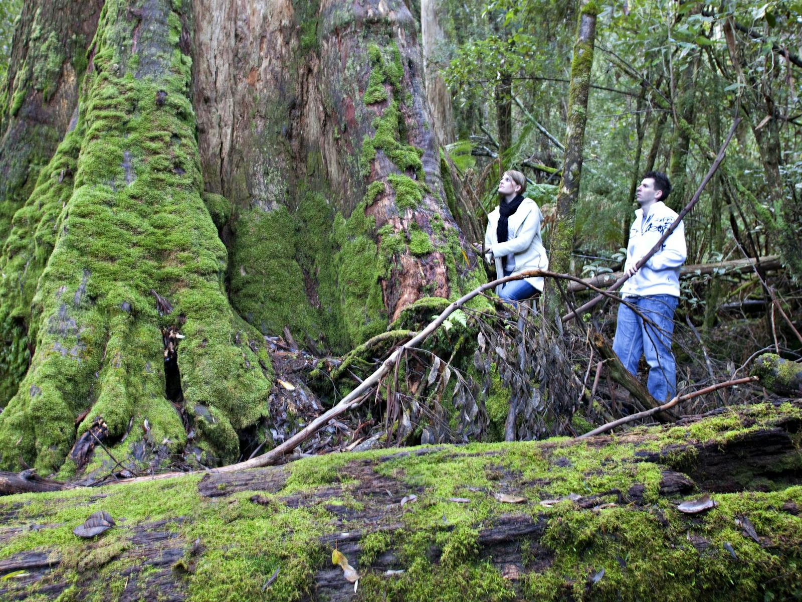 Near the track to Newdegate Cave