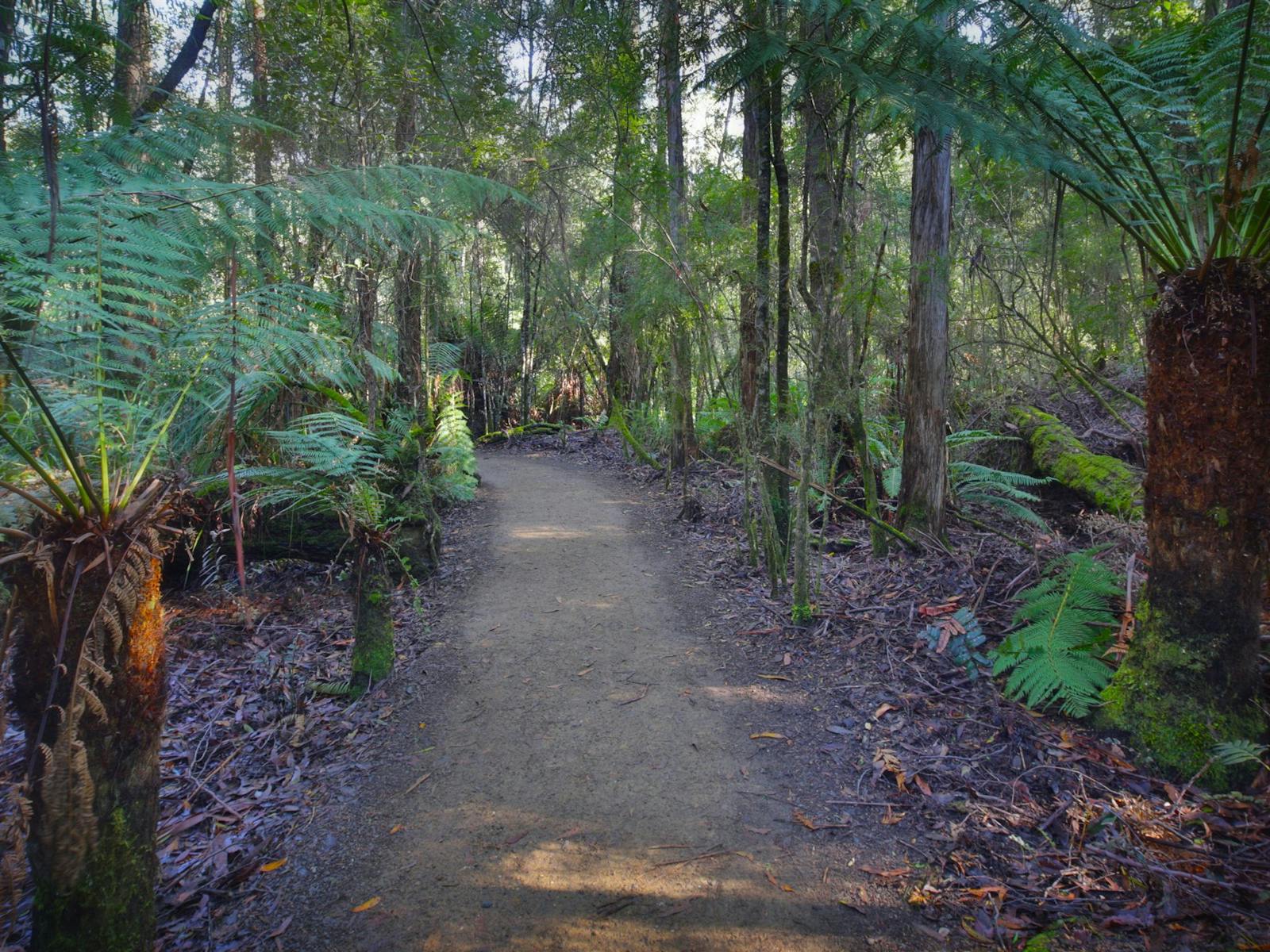 Walking Track Hastings Cave and Thermal Springs