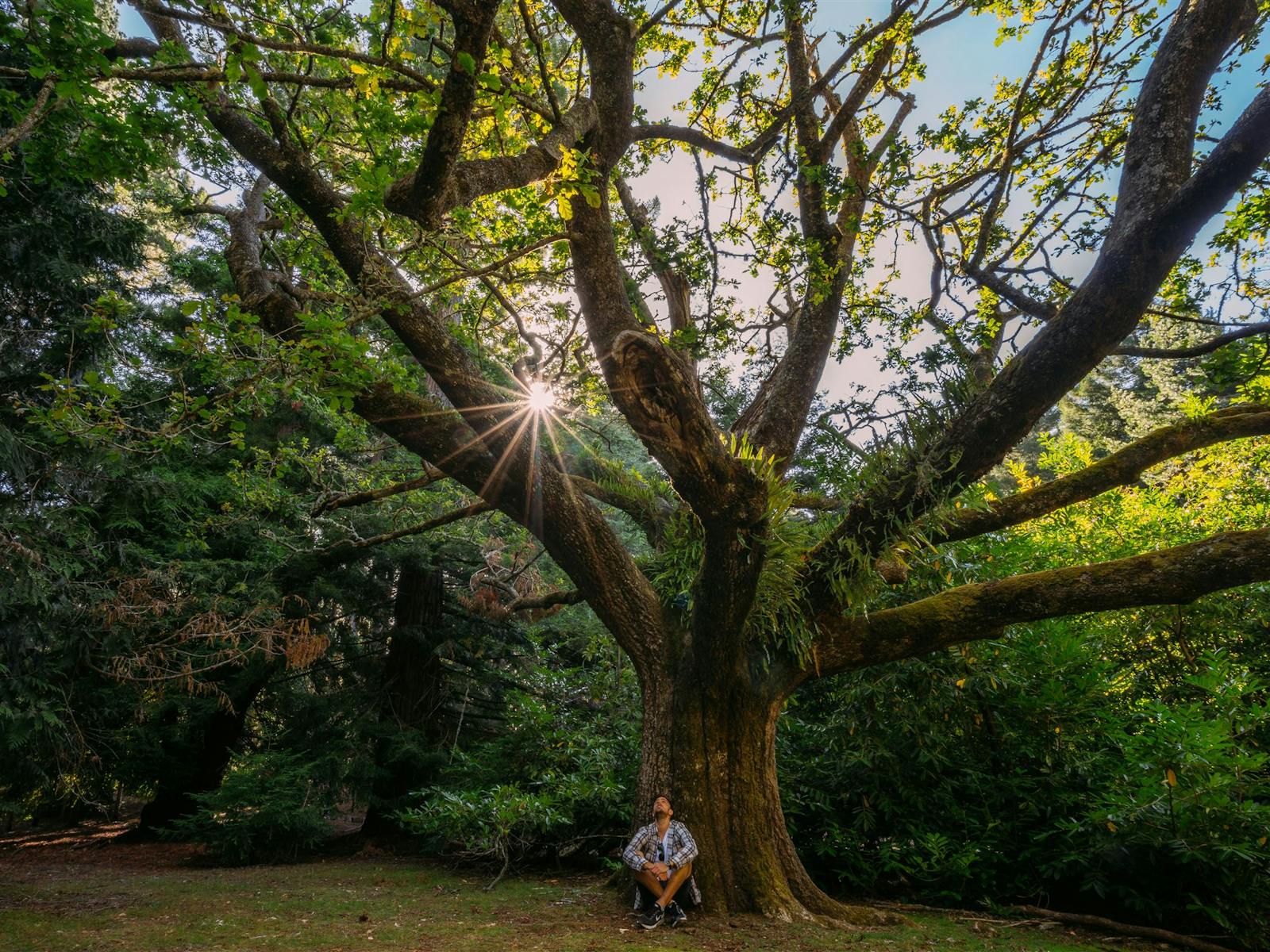 Hollybank Forest Reserve