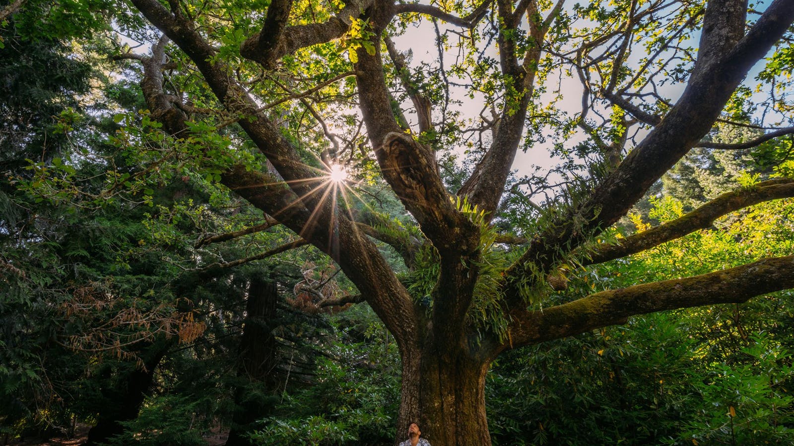 Hollybank Forest Reserve