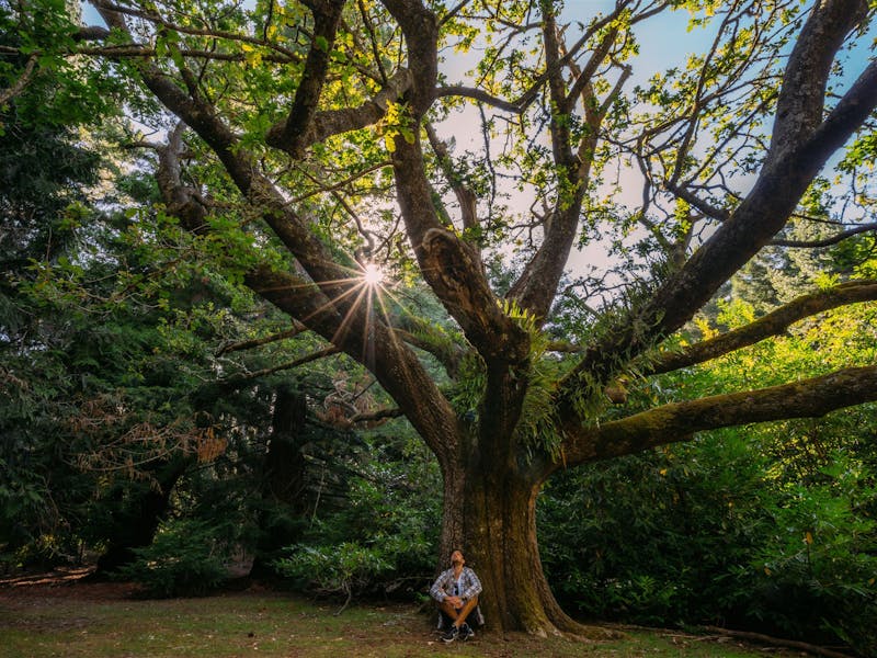 Hollybank Forest Reserve
