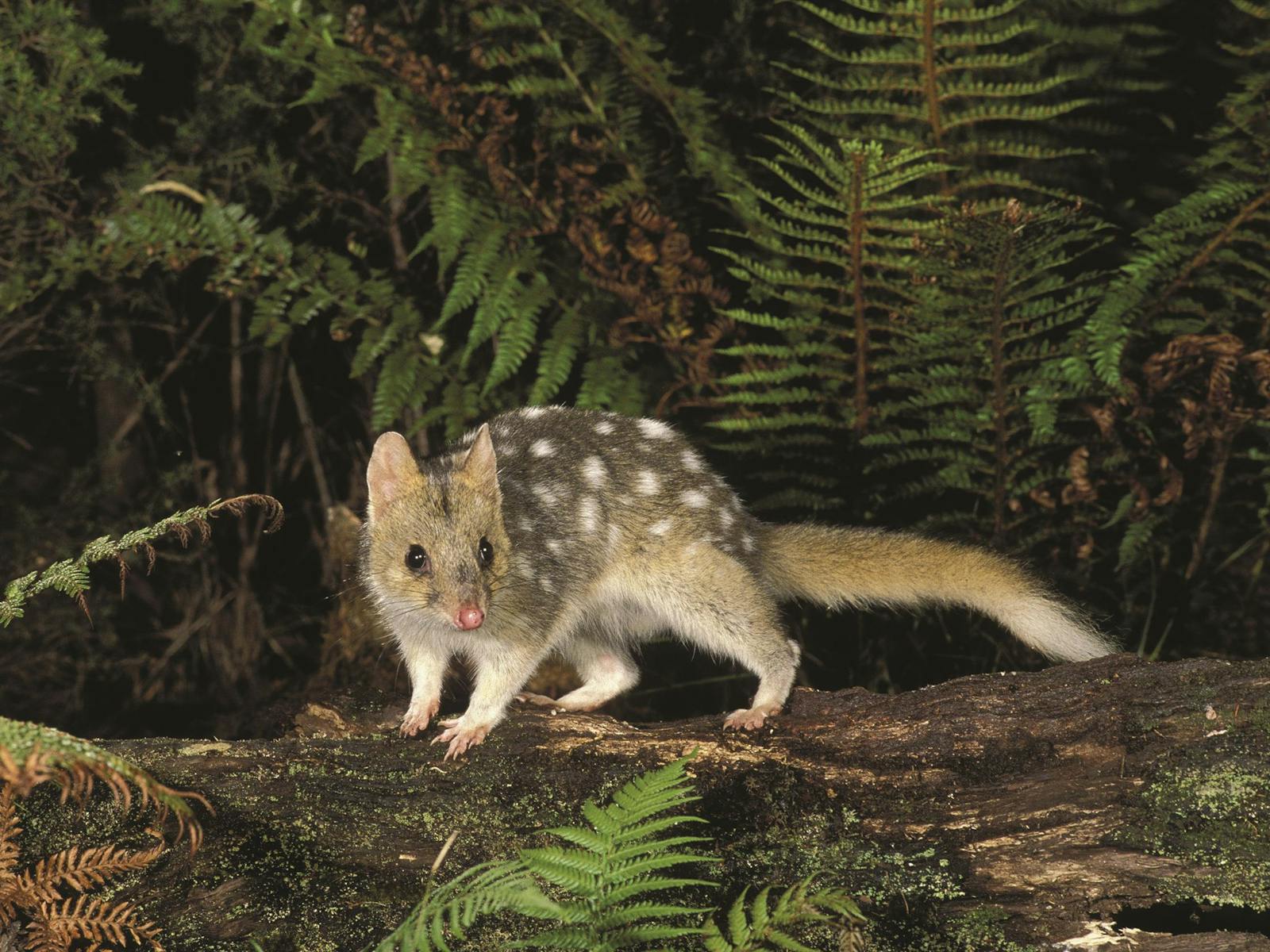 Tarkine Forest Reserve