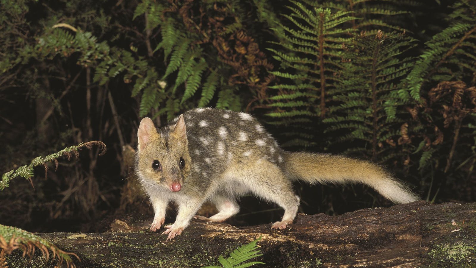 The Tarkine/takayna Wilderness