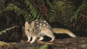 The Tarkine/takayna Wilderness