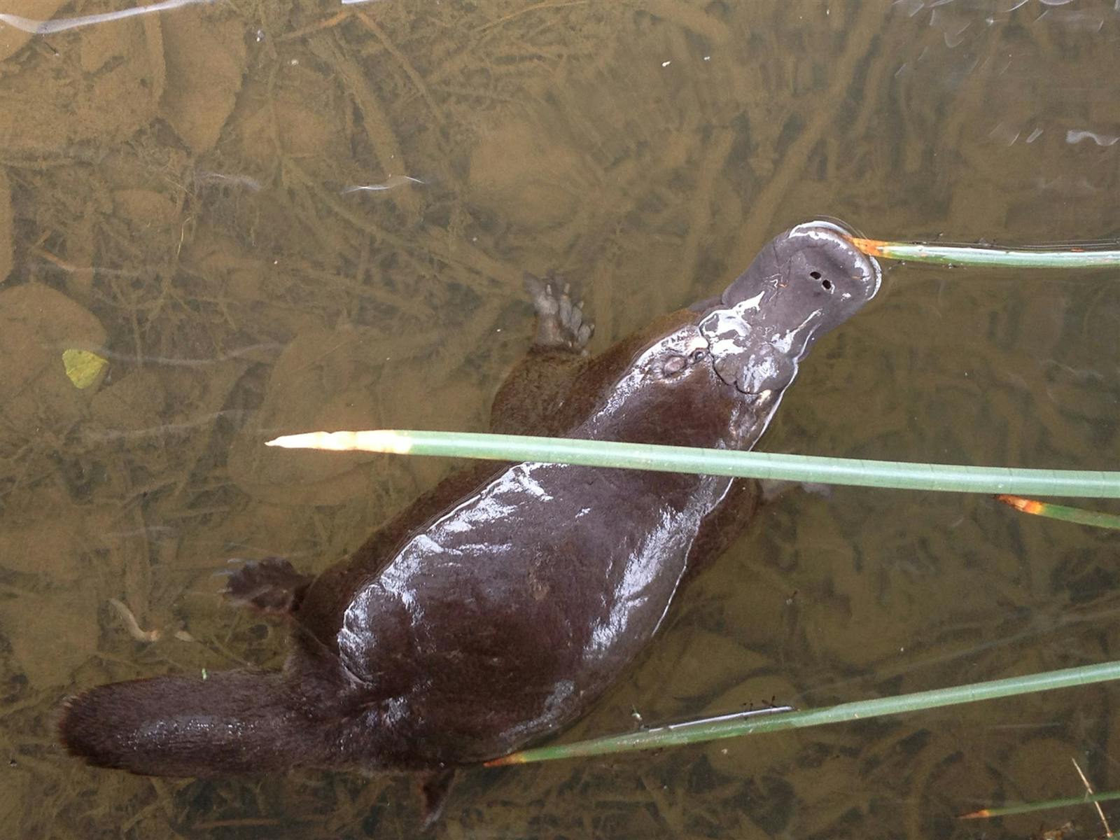 Platypus